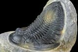 Zlichovaspis Trilobite - Top Quality Specimen #107613-3
